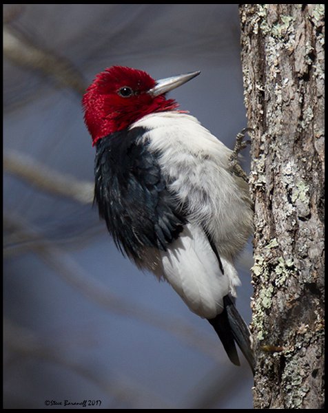 _7SB3860 red-headed woodpecker.jpg